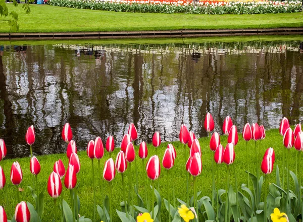Fleurs Tulipes Rouges Blanches Fleurissant Dans Jardin — Photo