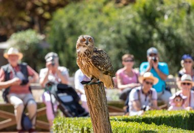 Milandes, Fransa-4 Eylül 2018: turistler Chateau des Milandes, Dordogne, Aquitaine, Fransa bir kale av kuşların gösterisi izliyor
