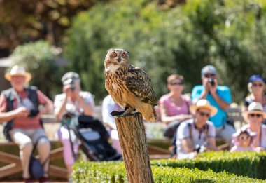 Milandes, France - September 4, 2018: Tourists are watching the show of birds of prey at Chateau des Milandes, a castle  in the Dordogne, Aquitaine, France clipart