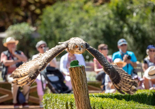 Milandes Francia Septiembre 2018 Los Turistas Están Viendo Espectáculo Aves —  Fotos de Stock