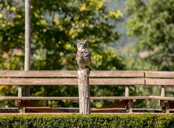 Belleza Eurasia Águila Búho Sobre Fondo Borroso —  Fotos de Stock