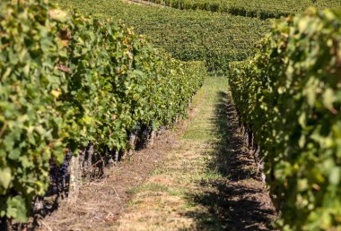 Saint Emilion bölgesindeki şarap hasadından önce şarap bahçesinde şarap sıraları üzerinde olgun kırmızı şarap üzümleri. Fransa