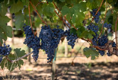 Üzüm bağındaki kırmızı merlot üzümlerini kapatın. Aziz Emilion, Gironde, Aquitaine. Fransa