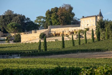 Saint Emilion bölgesindeki şarap hasadından önce Clos La Madeleine 'in köşesindeki üzüm bağlarında olgunlaşmış kırmızı üzümler. Fransa