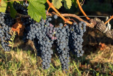 Üzüm bağındaki kırmızı merlot üzümlerini kapatın. Medoc, Gironde, Aquitaine. Fransa