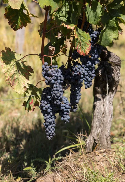 Raisins Vin Rouge Prêts Récolte Production Vin Saint Emilion France — Photo