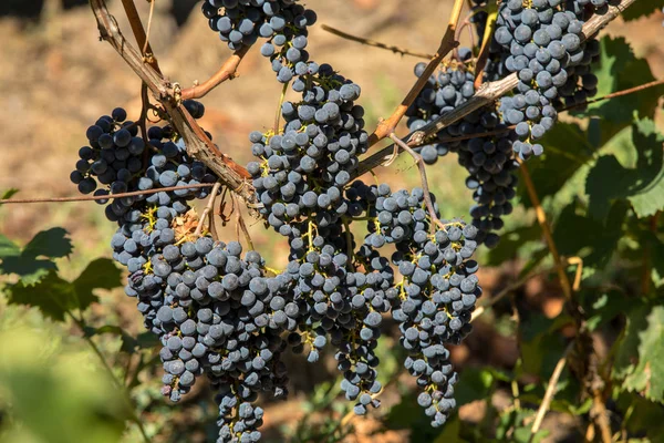 Červené Vinné Hrozny Připravené Sklizni Výrobě Vína Saint Emilion Francie — Stock fotografie