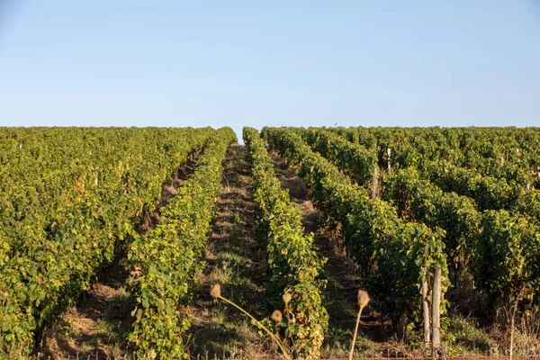 Maturare Uve Rosse Merlot Filari Viti Cortile Prima Della Vendemmia — Foto Stock