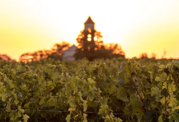 Sunset Vineyards Montagne Saint Emilion Gironde Aquitaine France — Stock Photo, Image