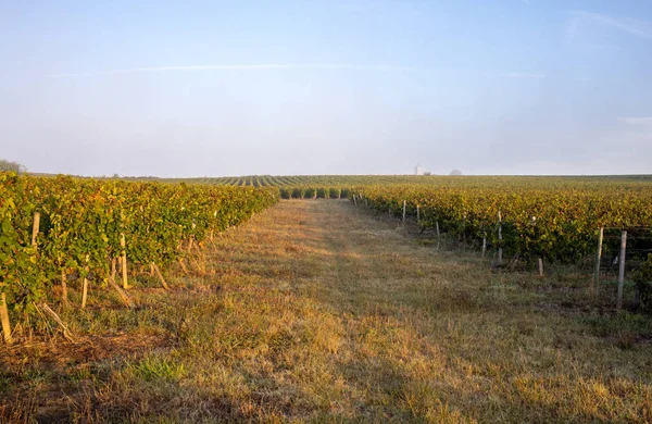 Morgonljus Vingårdarna Saint Georges Montagne Nära Saint Emilion Gironde Frankrike — Stockfoto