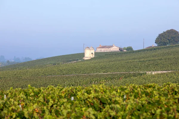 Ochtend Licht Wijngaarden Van Saint Georges Montagne Bij Saint Emilion — Stockfoto