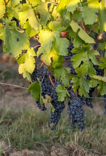 Uvas Vinho Tinto Prontas Para Colheita Produção Vinho Saint Emilion — Fotografia de Stock