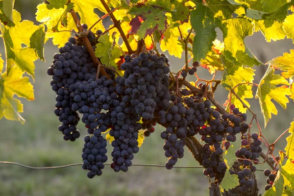 Mogna Merlot Druvor Belysta Varmt Sent Solsken Montagne Vingård Nära — Stockfoto