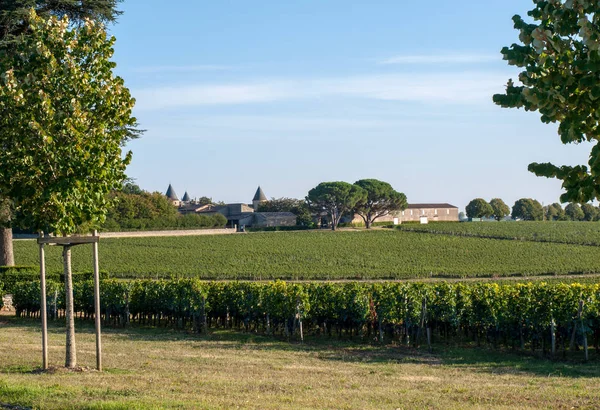 サンティエミリオン地方でワインが収穫される前に ブドウ園のブドウの列に赤メルロのブドウを熟す フランス — ストック写真