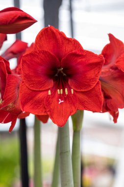 kırmızı amaryllis çiçek doğal bir bahçede çiçeklenme