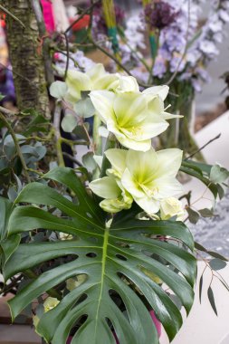 Beyaz amarylis çiçeklerile Güzellik floristik dekorasyon 