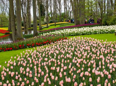 Lisse Hollanda - 19 Nisan 2017: Lisse, Hollanda, Hollanda Keukenhof bahçesinde renkli çiçekler.