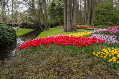 Lisse Hollanda - 19 Nisan 2017: Lisse, Hollanda, Hollanda Keukenhof bahçesinde renkli çiçekler.