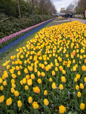 Lisse Hollanda - 19 Nisan 2017: Lisse, Hollanda, Hollanda Keukenhof Garden ziyaretçi.