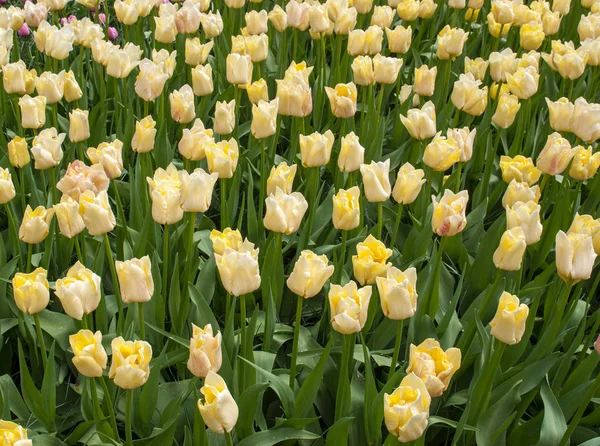 Kwiaty Żółte Tulipany Kwitnące Ogrodzie — Zdjęcie stockowe