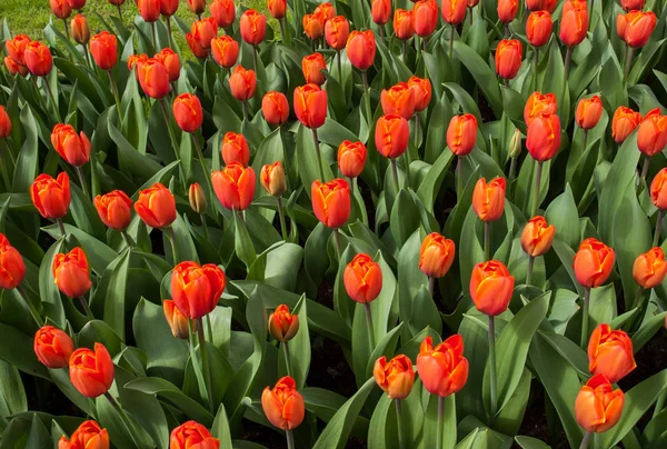 Fiori Tulipani Arancioni Che Fioriscono Giardino — Foto Stock