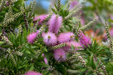 Echium nervosum arılar ve kelebekler bahçeye ikna için iyi bir bitki pembe çiçekler.