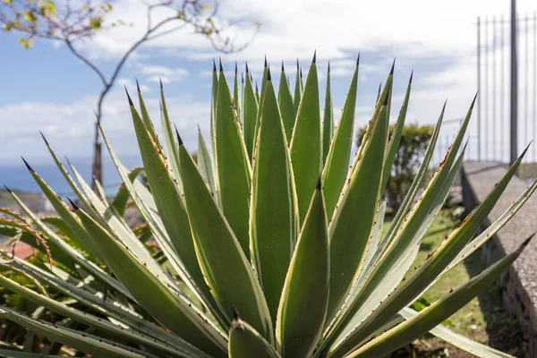 Gröna Stora Blad Agave Saftig Växt — Stockfoto