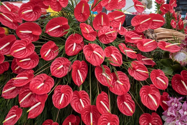 Ομορφιά Ανθοκομική Διακόσμηση Ένα Μεγάλο Κόκκινο Ανθούριο Τροπικό Λουλούδι — Φωτογραφία Αρχείου