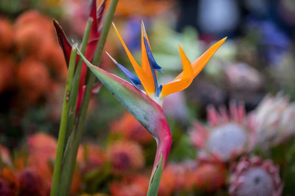 Tropikalny Kwiat Strelitzia Lub Rajski Ptak Maderze Portugalia — Zdjęcie stockowe