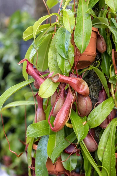 Nepenthes Également Connu Sous Nom Plantes Tropicales Pitcher — Photo