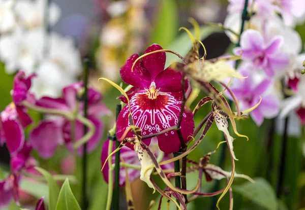 Primo Piano Bellezza Colorato Fiore Orchidea — Foto Stock