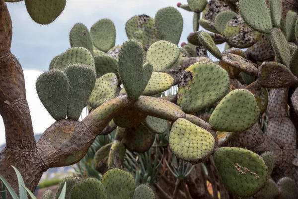 Opuntia Vulgaris Est Une Espèce Cactus Qui Longtemps Été Une — Photo
