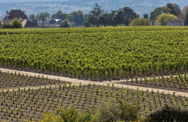 Bordeaux, Fransa yakınlarındaki Saint Emilion kasabasındaki ünlü Fransız üzüm bağları. St Emilion, Bordeaux 'nun başlıca kırmızı şarap bölgelerinden biridir ve çok popüler bir turizm merkezidir..
