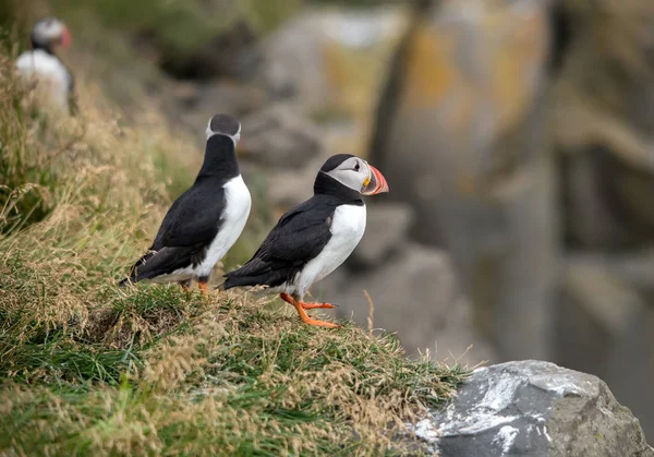 Atlantický Puffin Také Známý Jako Obyčejný Puffin — Stock fotografie