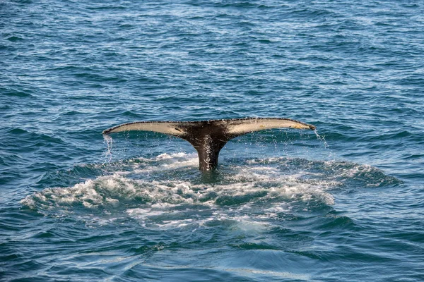 Baleia Jubarte Islândia Viagem Observação Baleias — Fotografia de Stock