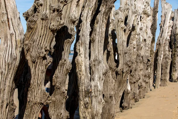 Gran Rompeolas 3000 Troncos Para Defender Ciudad Las Mareas Saint — Foto de Stock