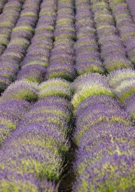  Fransa, Sault yakınlarındaki Provence 'de açan lavanta çiçekleri.
