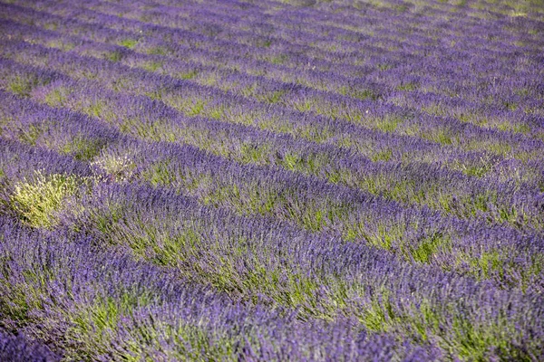 Levandulové Pole Provence Poblíž Sault Francie — Stock fotografie