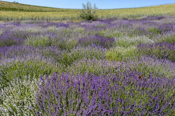 Fiori Lavanda Fiore Provenza Vicino Sault Francia — Foto Stock