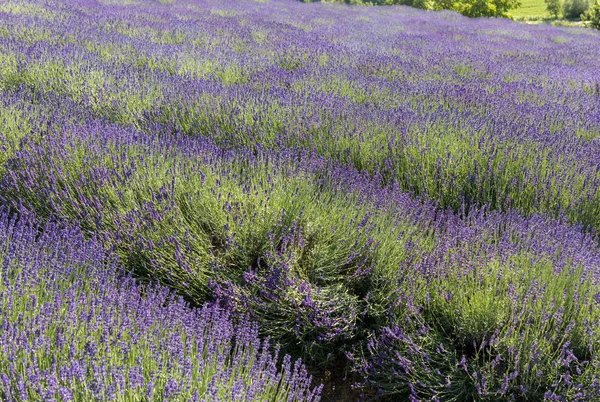 Ανθισμένα Άνθη Λεβάντας Στην Προβηγκία Κοντά Στο Sault Γαλλία — Φωτογραφία Αρχείου