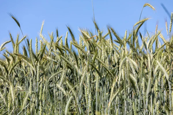 Field Unripe Cereals Provence France — Stock Photo, Image