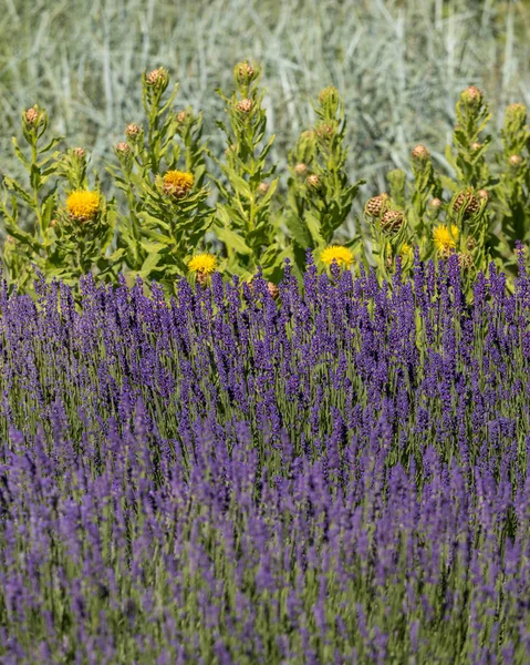 Las Florecientes Flores Lavanda Cardo Estrella Amarillo —  Fotos de Stock