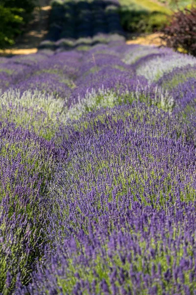 Die Blühenden Lavendelblüten Der Provence Nahe Sault Frankreich — Stockfoto