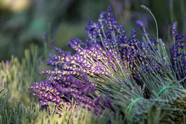 Bukett Handskuren Doftande Lavendel Blommor — Stockfoto