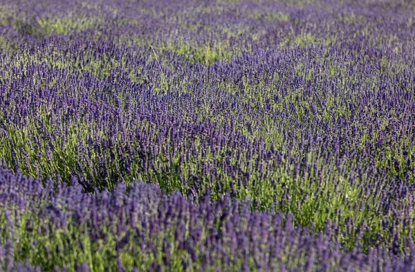 Kvetoucí Levandulové Květy Provence Poblíž Sault Francie — Stock fotografie