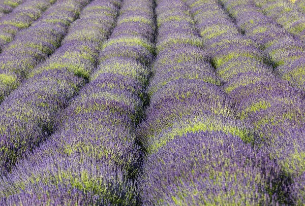 Die Blühenden Lavendelblüten Der Provence Nahe Sault Frankreich — Stockfoto