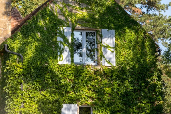 Okno Domu Bude Pokryto Břečťanem — Stock fotografie