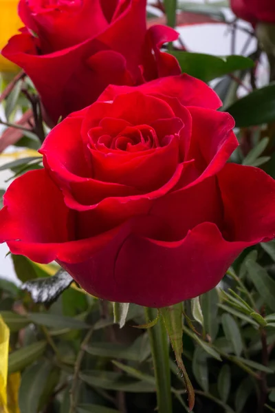 Strauß Blühender Dunkelroter Rosen — Stockfoto