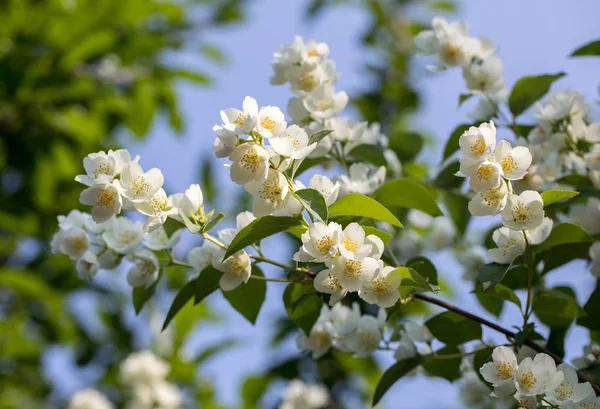 Ramo Florescente Bonito Jasmim Jardim — Fotografia de Stock