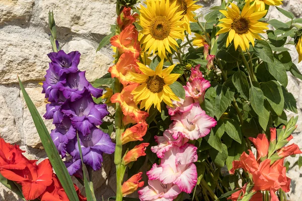 Blooming Sunflowers Colorful Gladioli Background Limestone Wall — Stock Photo, Image